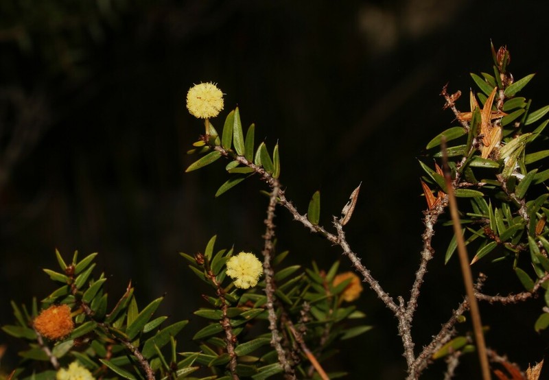 Acacia saxicola photo 8