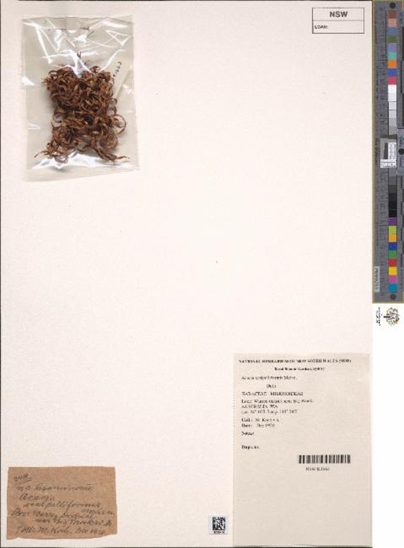 Acacia scalpelliformis photo 3