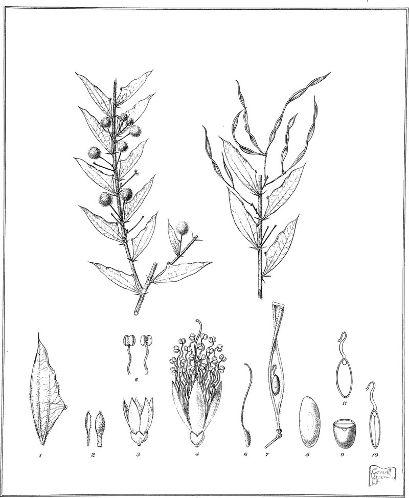 Acacia scalpelliformis