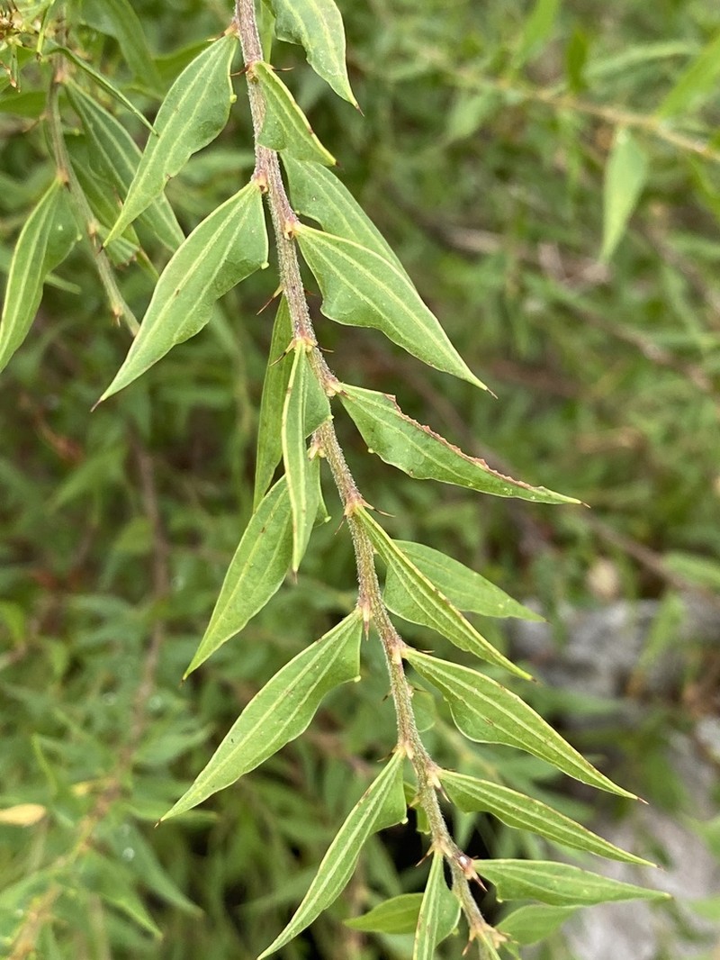 Acacia scalpelliformis photo 2