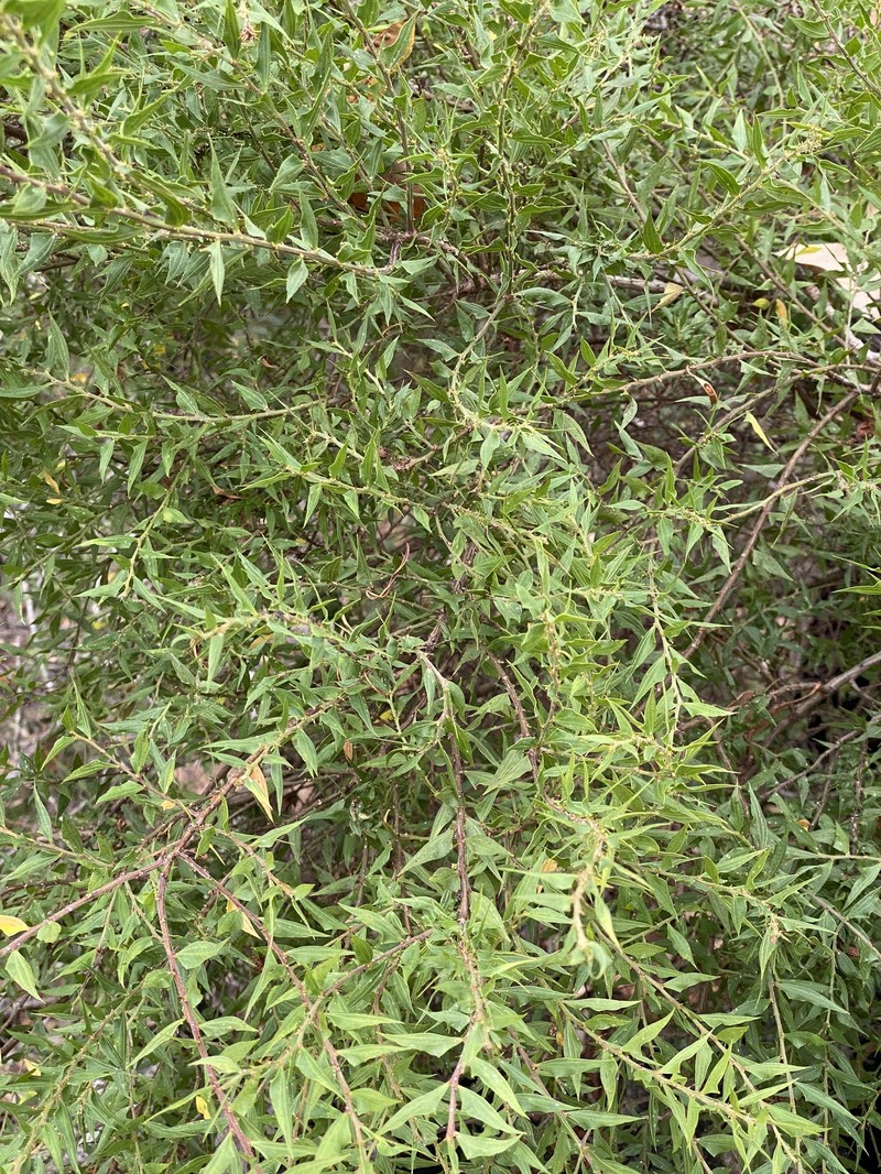 Acacia scalpelliformis photo 3