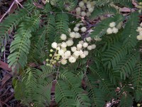 Acacia schinoides