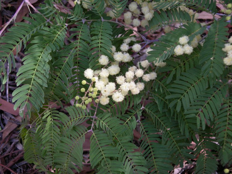 Acacia schinoides