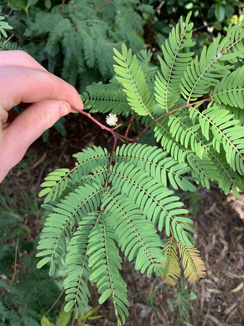 Acacia schinoides photo 2