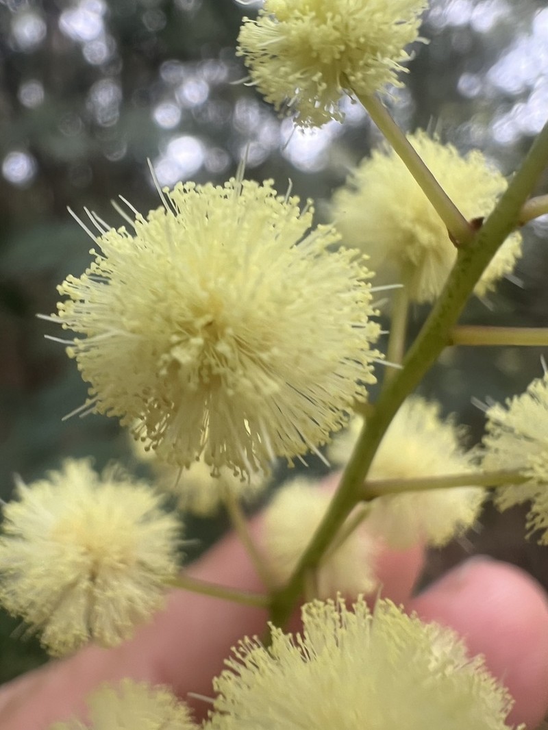 Acacia schinoides photo 3
