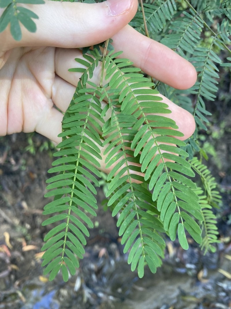 Acacia schinoides photo 4