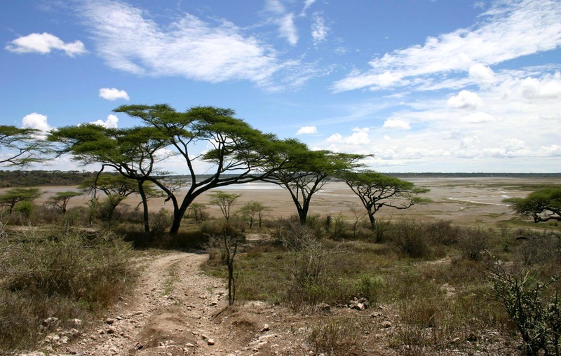 Acacia schinoides photo 5