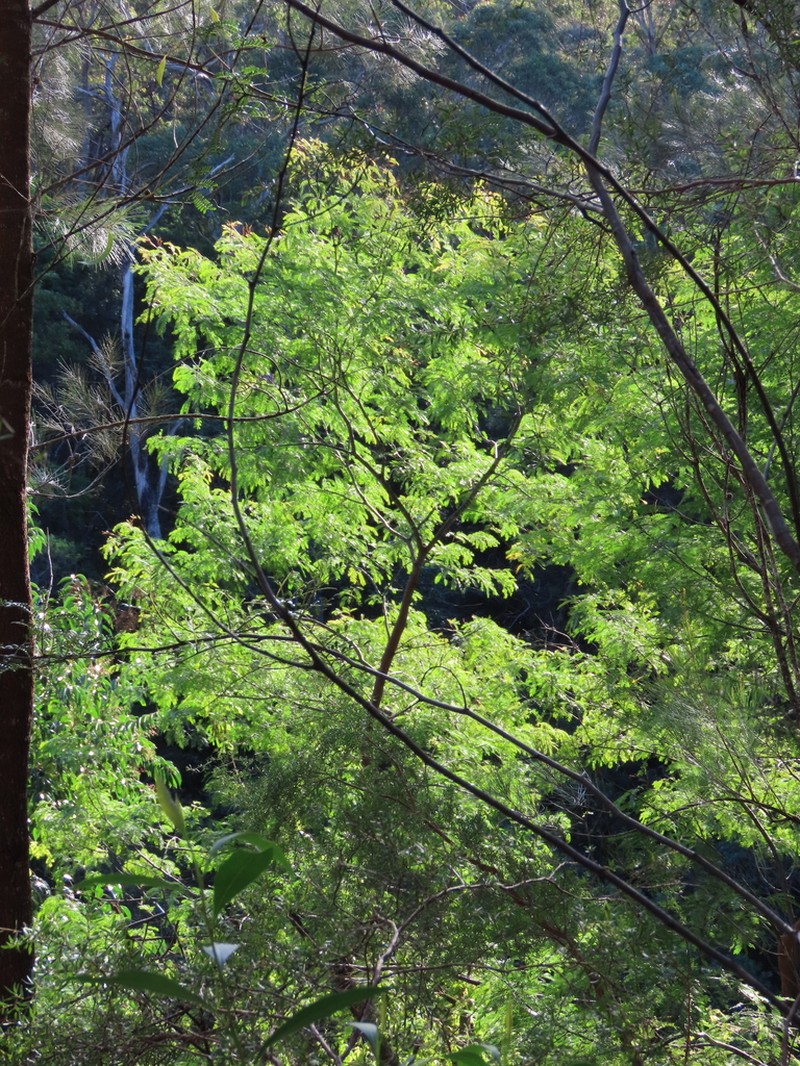 Acacia schinoides photo 6