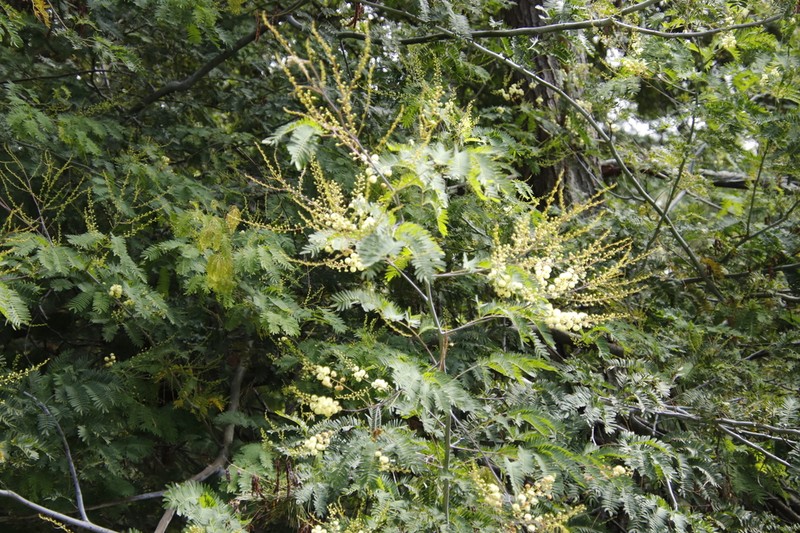 Acacia schinoides photo 7