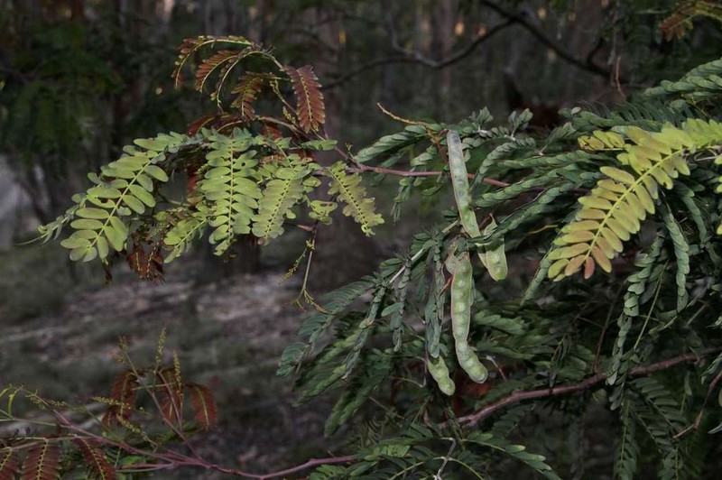Acacia schinoides photo 8