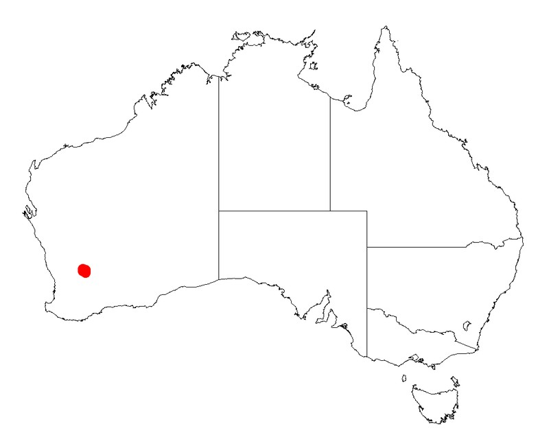 Acacia sciophanes