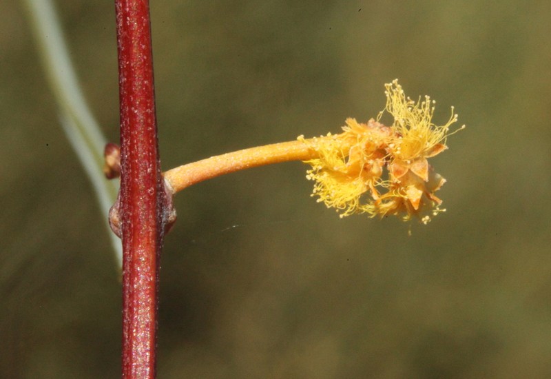 Acacia sciophanes photo 4