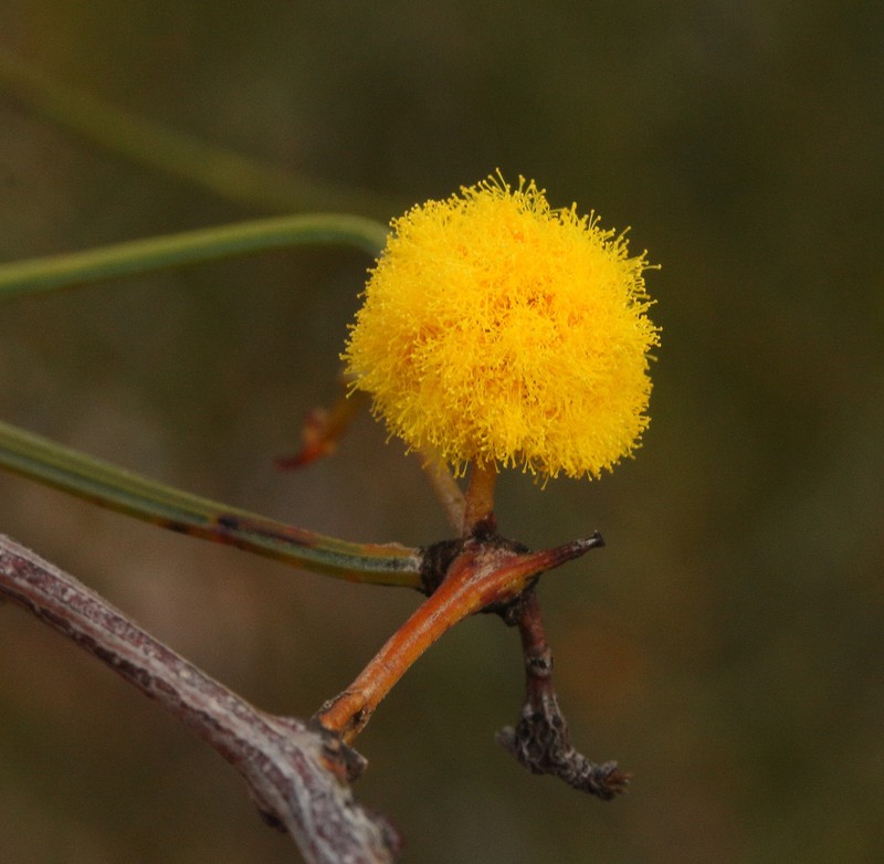 Acacia sciophanes photo 5