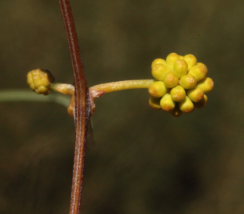 Acacia sciophanes photo 6