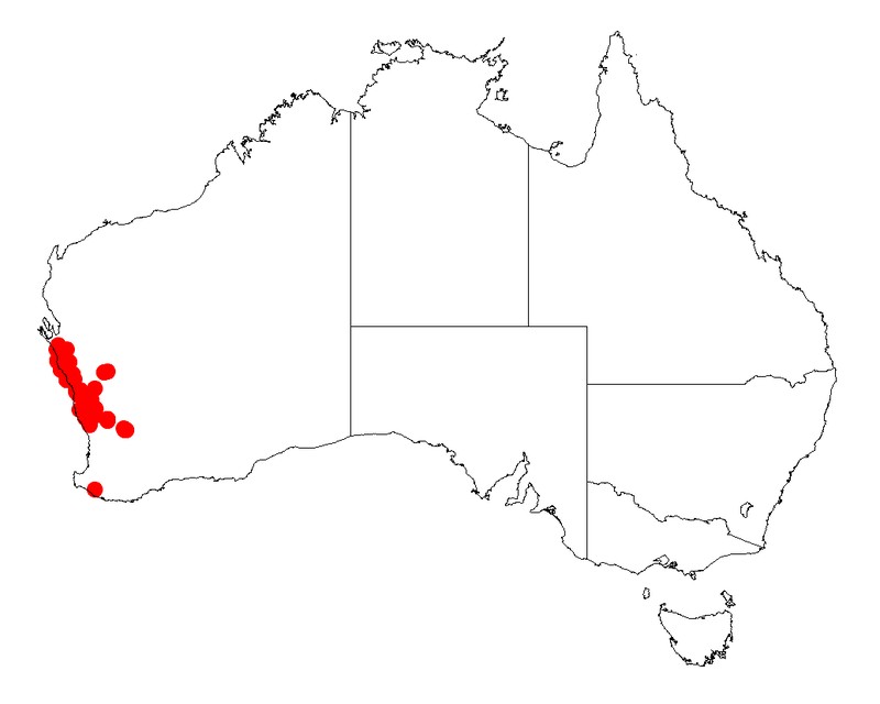 Acacia scirpifolia