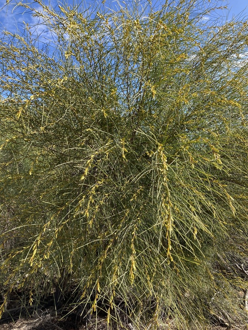 Acacia scirpifolia photo 2