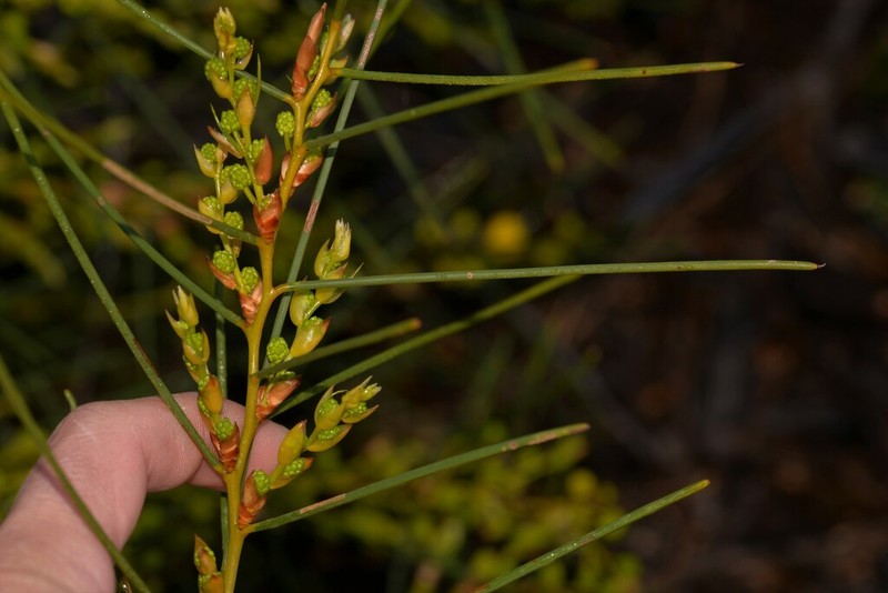 Acacia scirpifolia photo 3