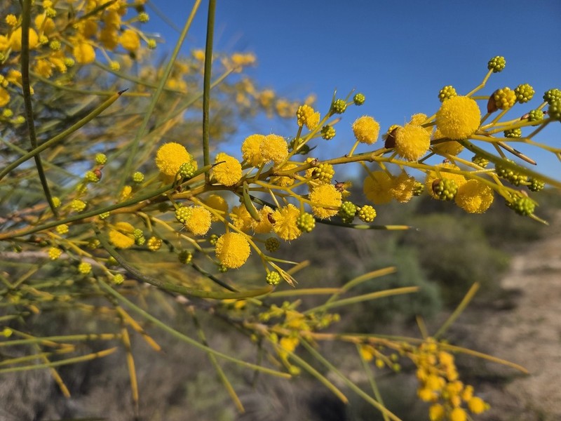 Acacia scirpifolia photo 4