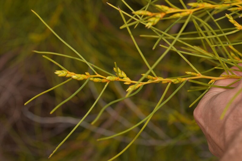 Acacia scirpifolia photo 5