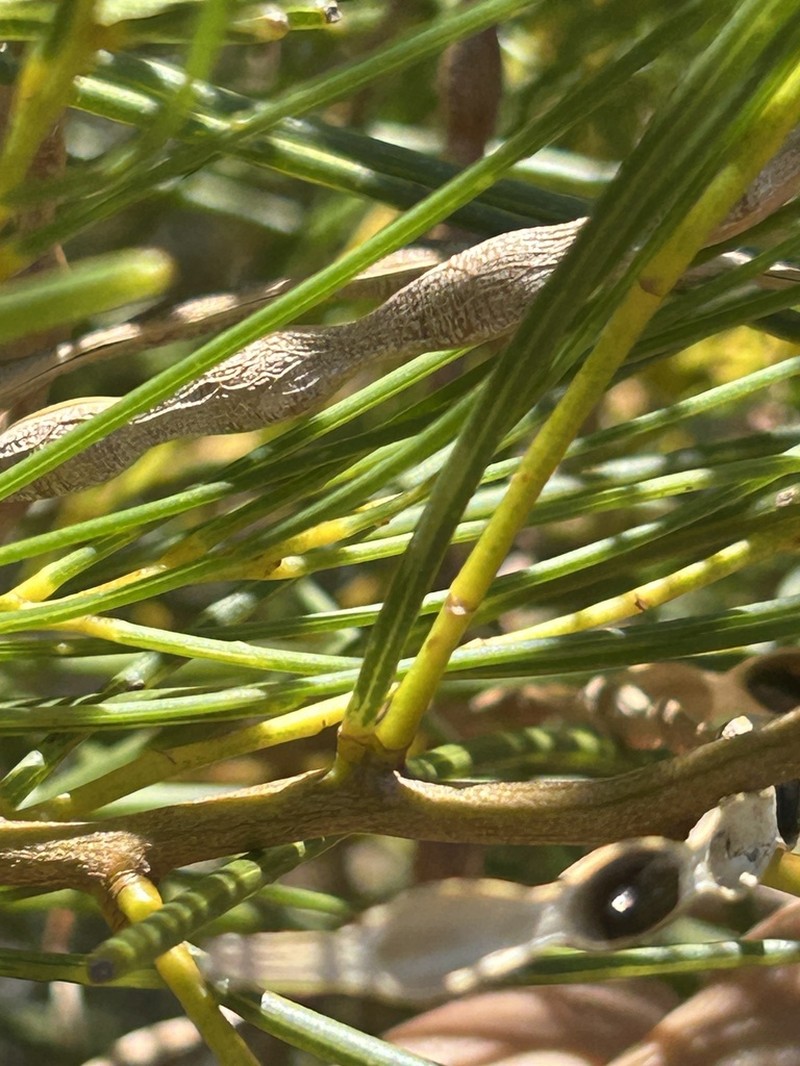 Acacia scirpifolia photo 6