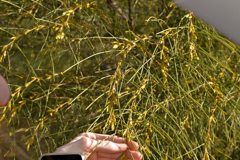 Acacia scirpifolia photo 7