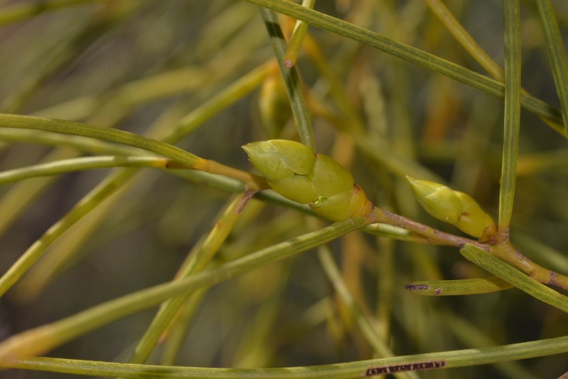 Acacia scirpifolia photo 8