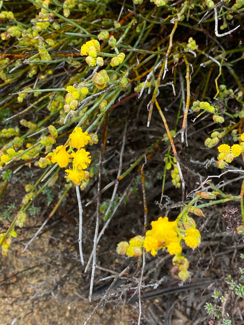 Acacia scleroclada photo 3
