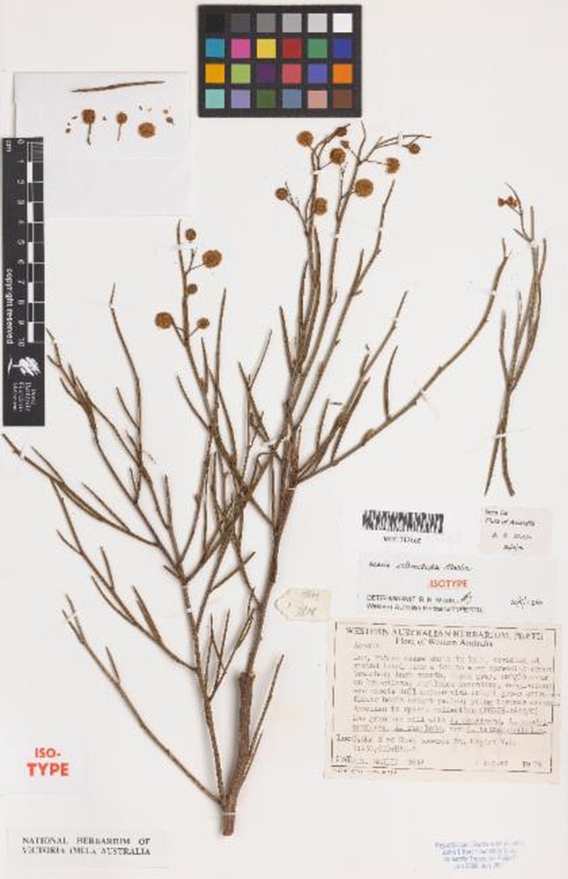 Acacia scleroclada photo 4