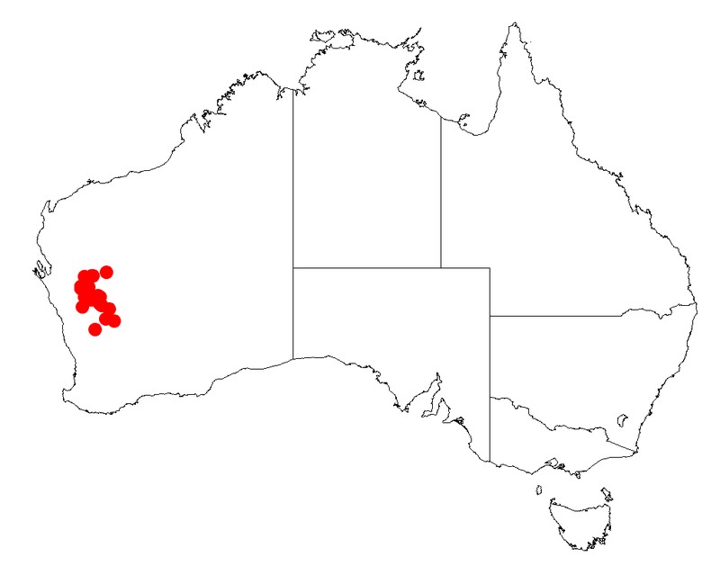 Acacia scleroclada