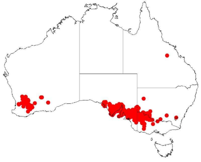 Acacia sclerophylla