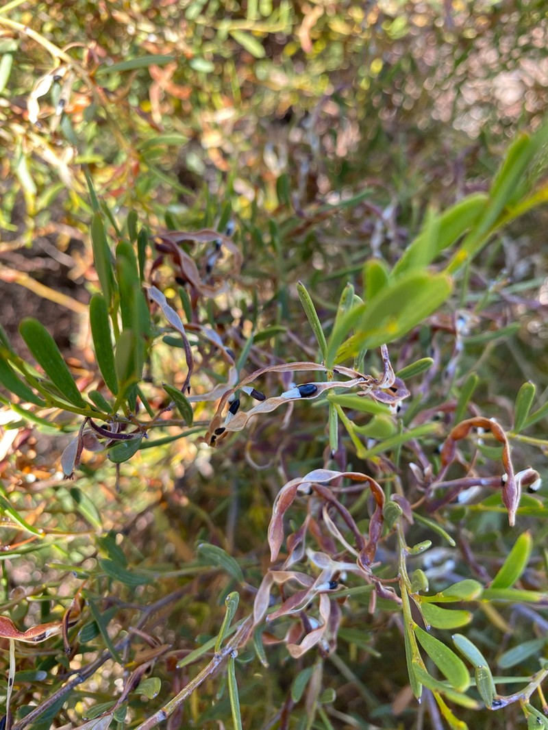 Acacia sclerophylla photo 2