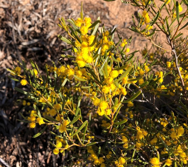 Acacia sclerophylla photo 3