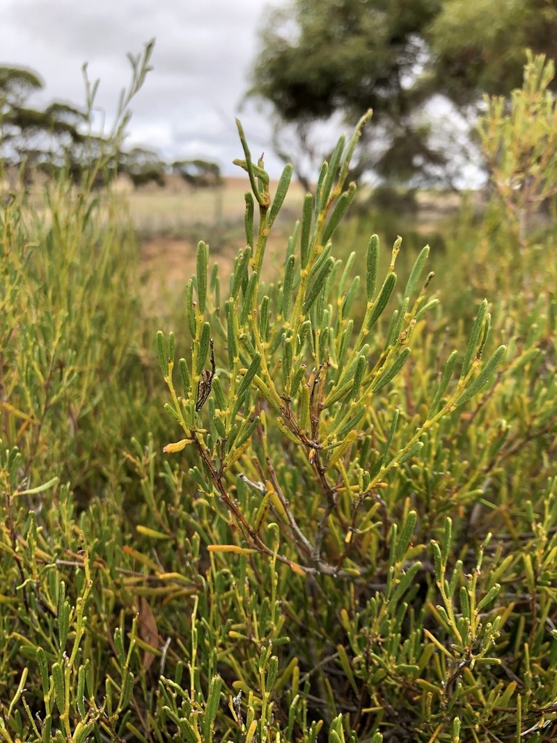 Acacia sclerophylla photo 4