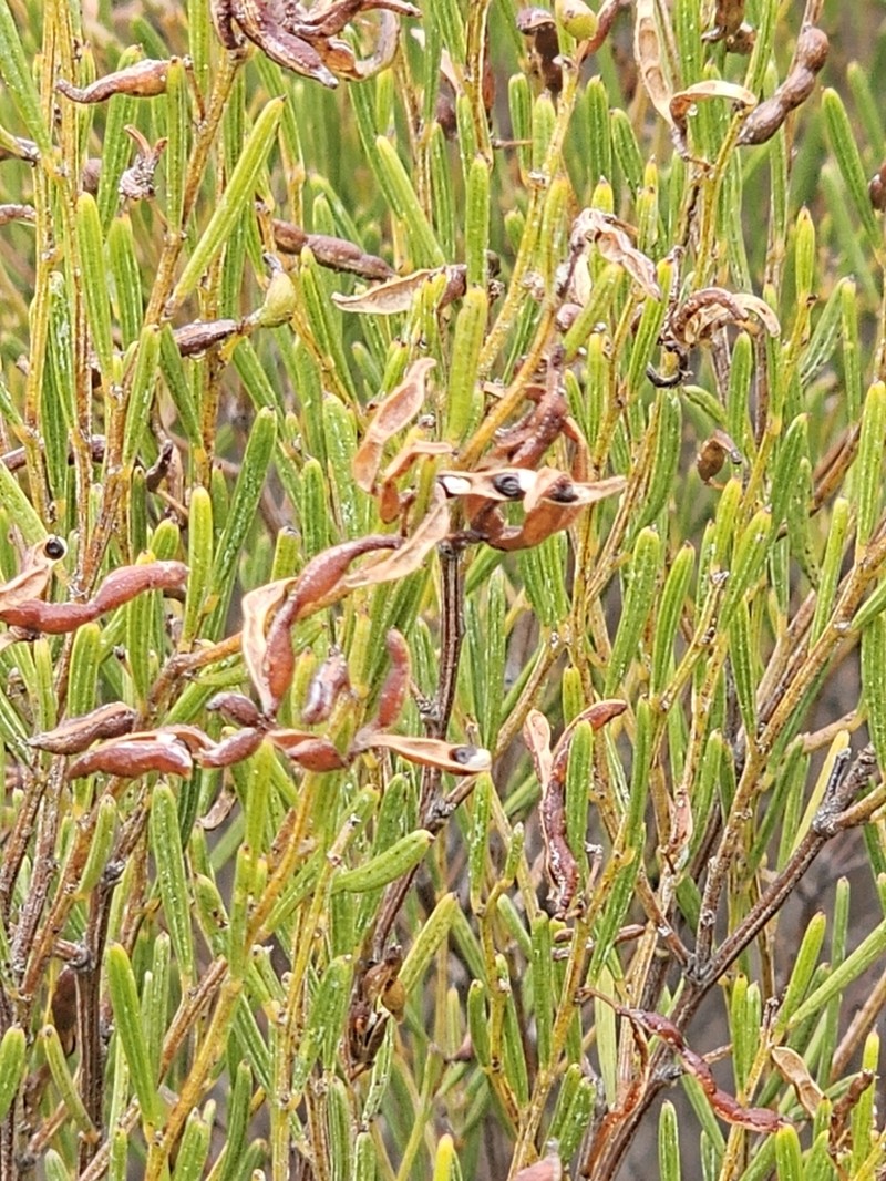 Acacia sclerophylla photo 5