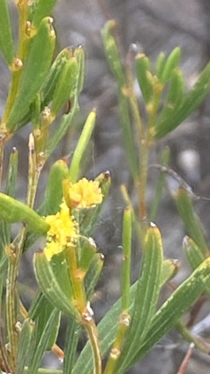 Acacia sclerophylla photo 6