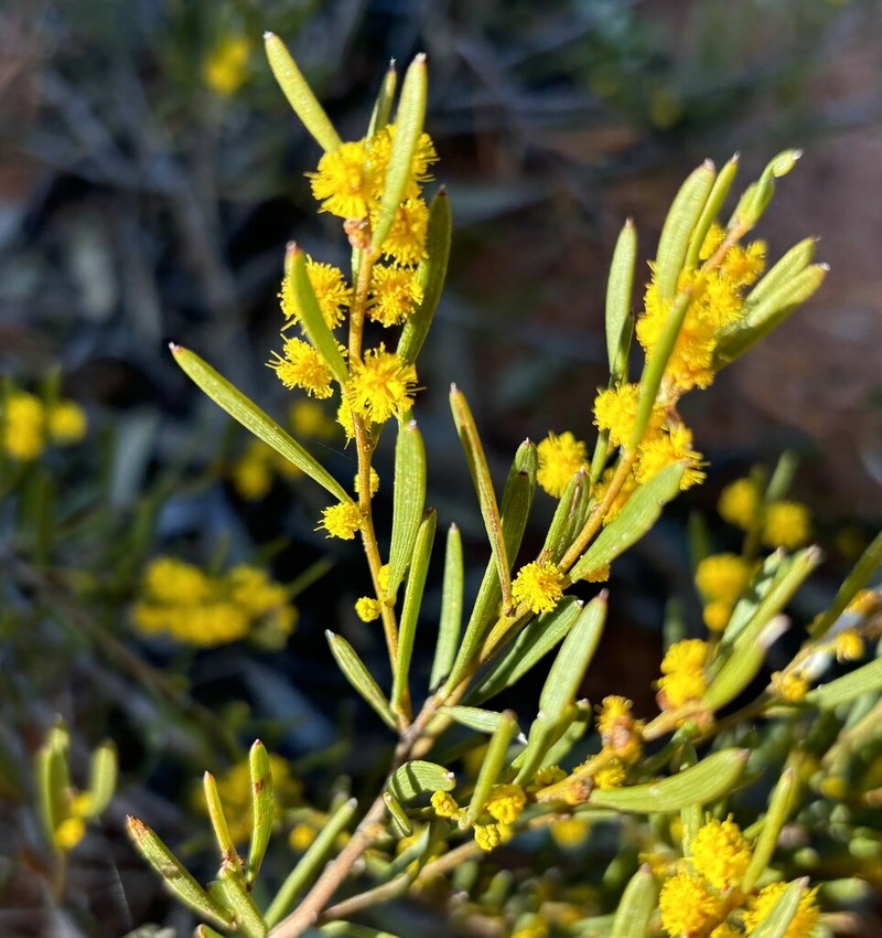 Acacia sclerophylla photo 7