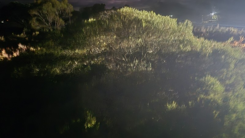 Acacia sclerophylla photo 8