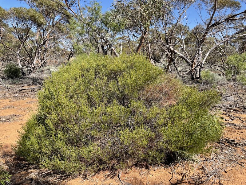 Acacia sclerophylla var. sclerophylla