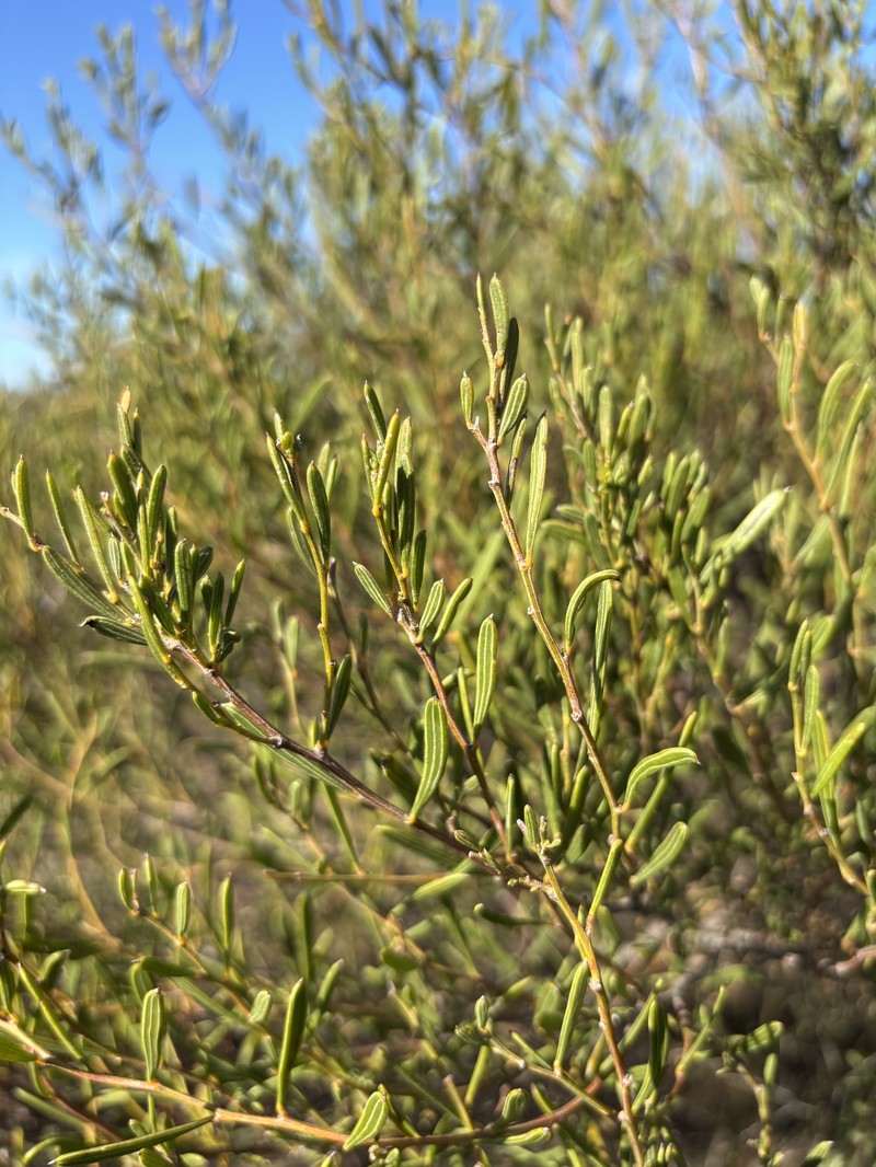 Acacia sclerophylla var. sclerophylla photo 2