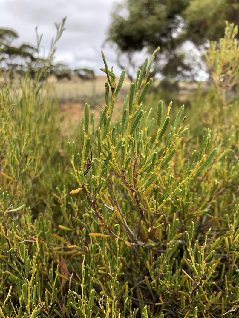 Acacia sclerophylla var. sclerophylla photo 3