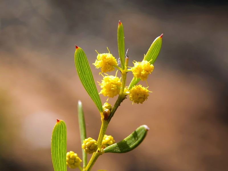 Acacia sclerophylla var. sclerophylla photo 4