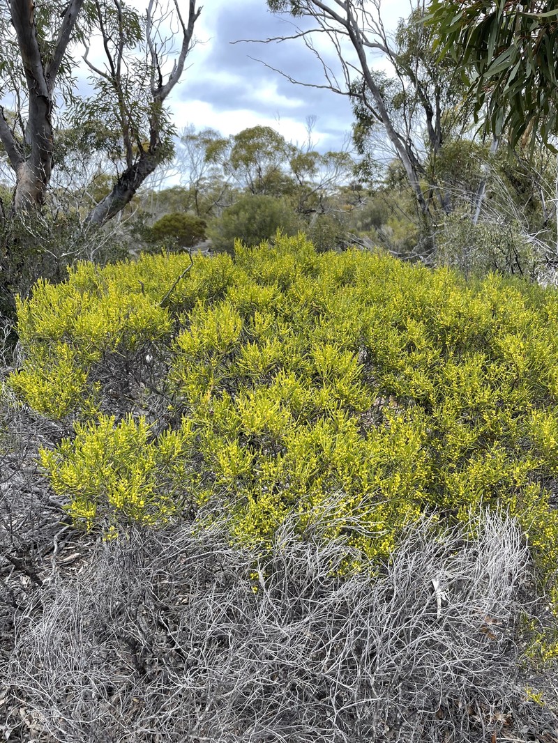 Acacia sclerophylla var. sclerophylla photo 5