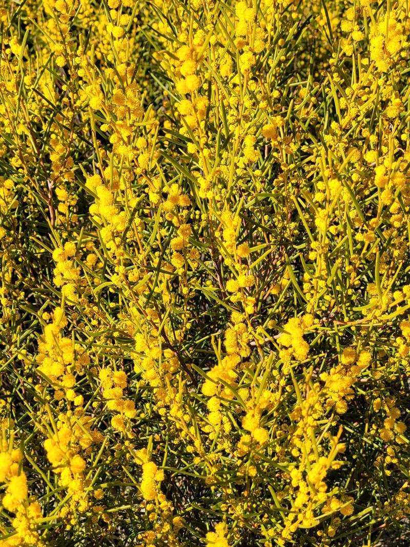 Acacia sclerophylla var. sclerophylla photo 6