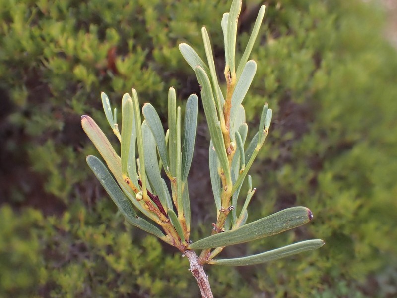 Acacia sclerophylla var. sclerophylla photo 8