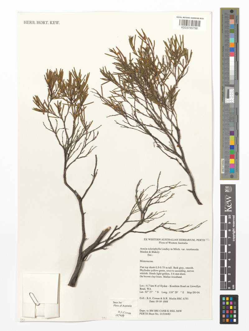 Acacia sclerophylla var. teretiuscula