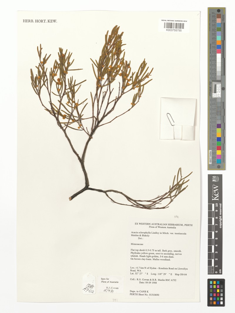 Acacia sclerophylla var. teretiuscula photo 2