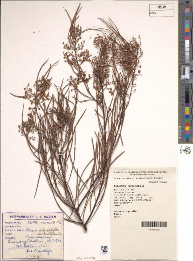Acacia sclerophylla var. teretiuscula photo 3