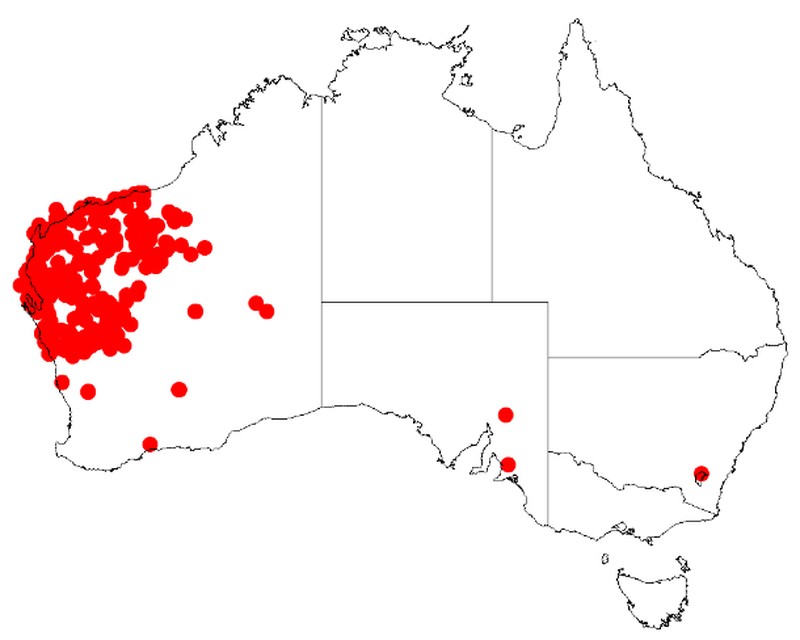Acacia