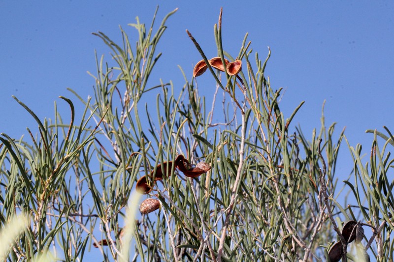 Acacia photo 2