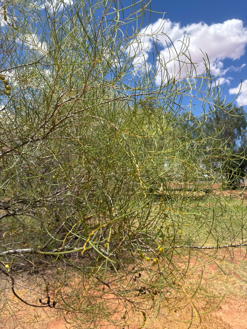 Acacia photo 3